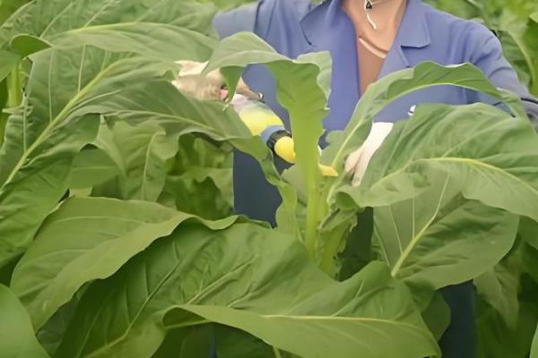 怎么种植烤烟,开挖播种穴施入草木灰再播种