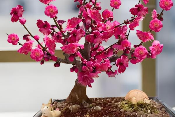 红色梅花的别称，叫红梅