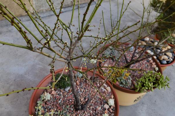 红色梅花的别称，叫红梅