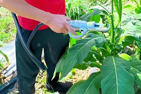 怎么种植烤烟,开挖播种穴施入草木灰再播种