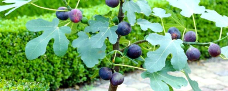 盆栽无花果的修剪方法，剪除病虫枝、弱枝