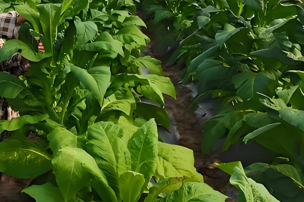 怎么种植烤烟,开挖播种穴施入草木灰再播种