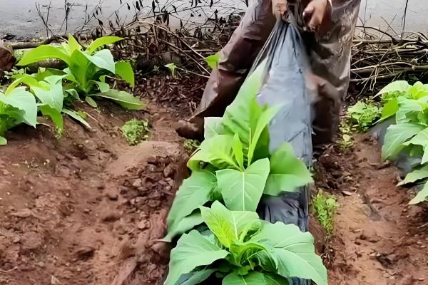怎么种植烤烟,开挖播种穴施入草木灰再播种