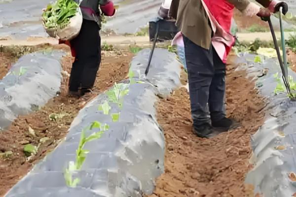 怎么种植烤烟,开挖播种穴施入草木灰再播种