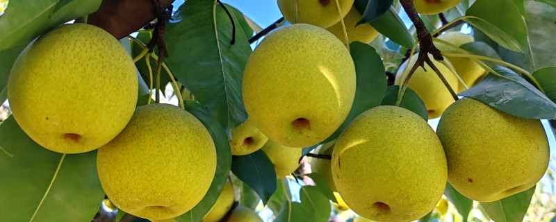 梨树的剪枝时间，适合在9-10月份或冬季修剪