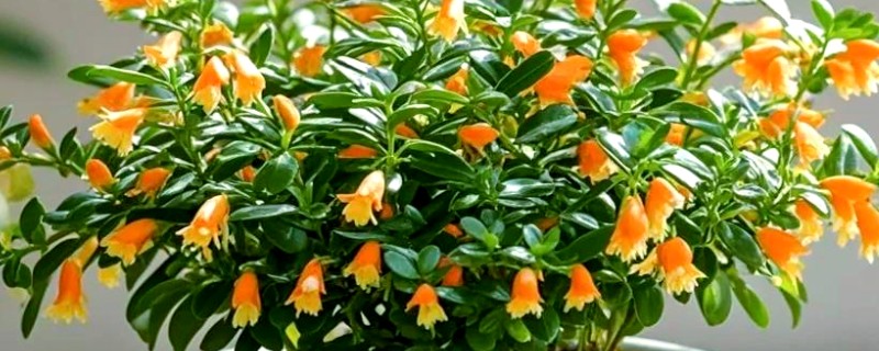 小金鱼花如何修剪，生长初期要对其进行摘心的处理