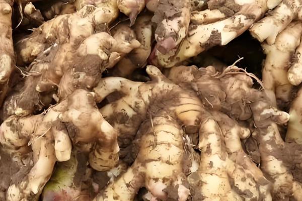 大黄姜和二黄姜的区别，外观、生长环境有所区别