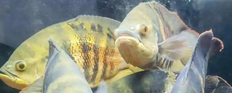 大黄蜂地图鱼吃什么，可选择动物性饲料和合成饲料