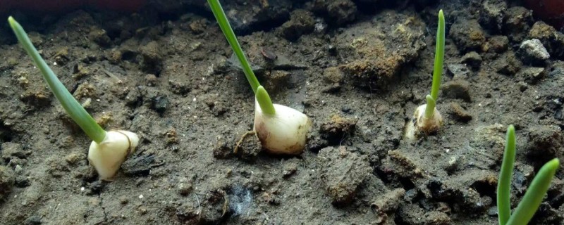 种大蒜的方法，每个穴内播撒1-2个蒜瓣