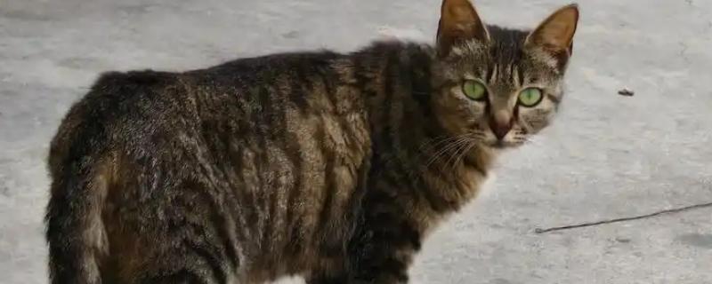 猫是不是夜间动物，猫是晨昏性动物