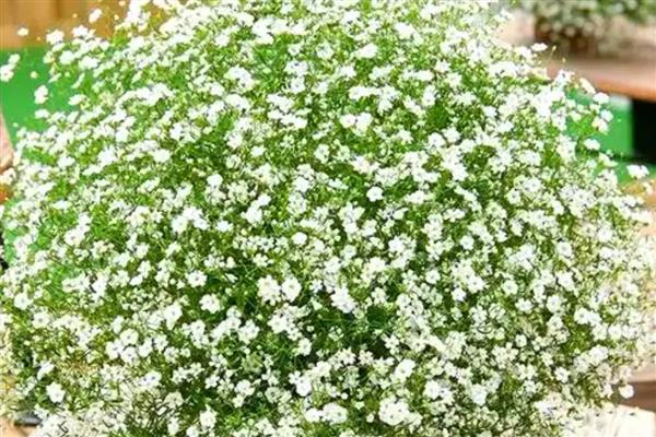 怎么种满天星,摆放在半阴、有阳光照射的地方