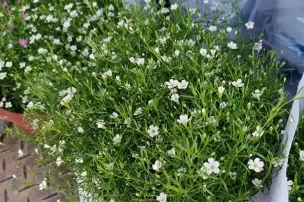 怎么种满天星,摆放在半阴、有阳光照射的地方