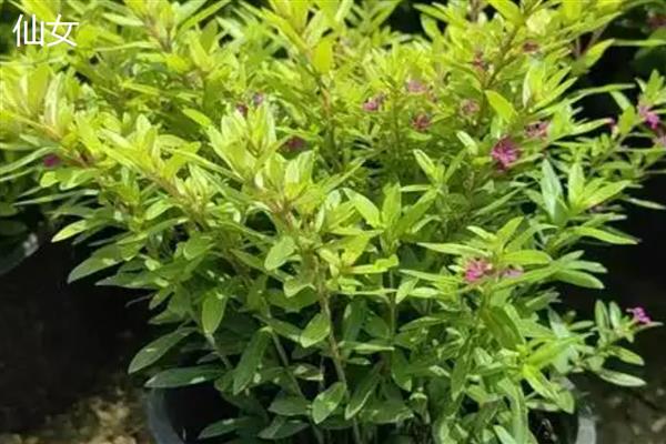 怎么种满天星,摆放在半阴、有阳光照射的地方