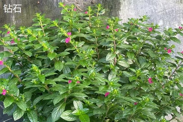 怎么种满天星,摆放在半阴、有阳光照射的地方