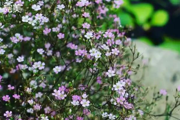 怎么种满天星,摆放在半阴、有阳光照射的地方