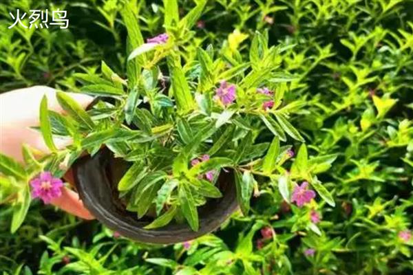 怎么种满天星,摆放在半阴、有阳光照射的地方