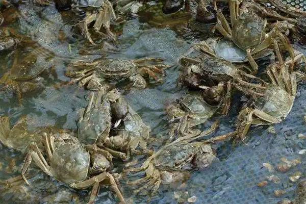 螃蟹的正常寿命，寿命为22个月