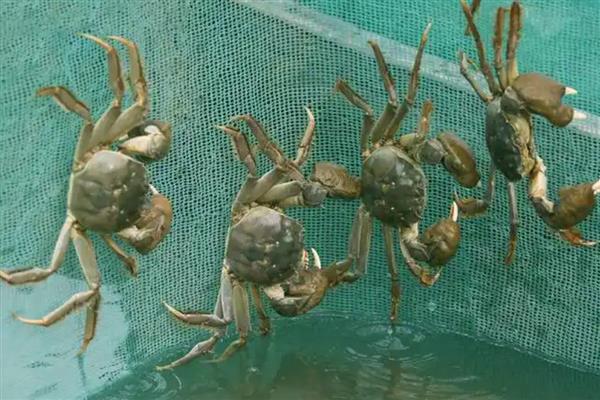 螃蟹的正常寿命，寿命为22个月