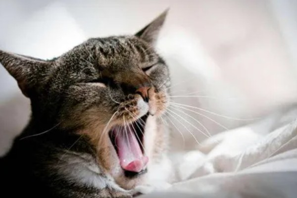 猫哮喘的症状,会呈母鸡蹲状