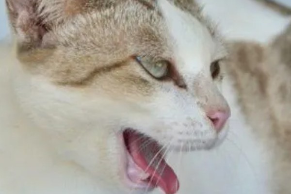 猫哮喘的症状,会呈母鸡蹲状