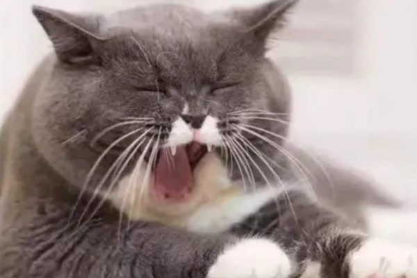 猫哮喘的症状,会呈母鸡蹲状