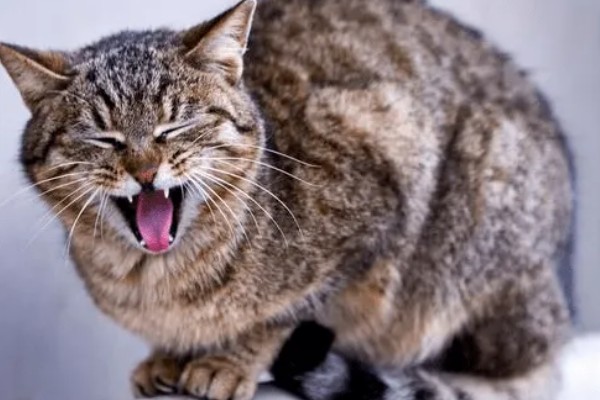猫哮喘的症状,会呈母鸡蹲状