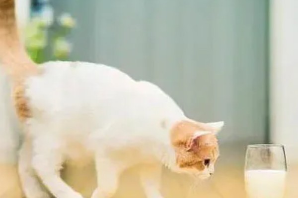 猫哮喘的症状,会呈母鸡蹲状