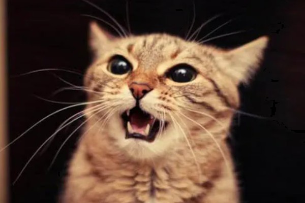 猫哮喘的症状,会呈母鸡蹲状