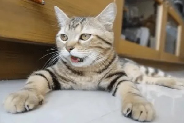 猫哮喘的症状,会呈母鸡蹲状