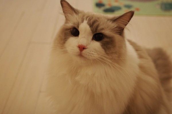 猫哮喘的症状,会呈母鸡蹲状