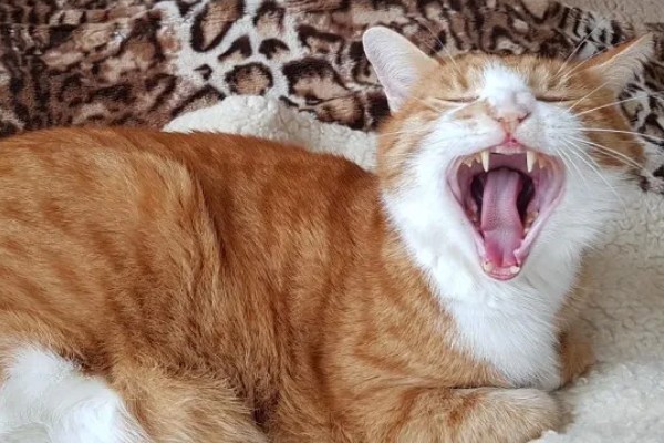 猫哮喘的症状,会呈母鸡蹲状