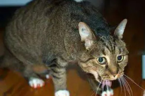 猫哮喘的症状,会呈母鸡蹲状