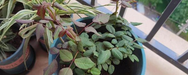 玫瑰老桩会不会开花，会开花