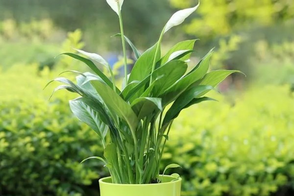 白掌不开花的原因，需要生长3年以上才能开花