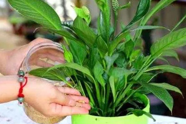 白掌不开花的原因，需要生长3年以上才能开花