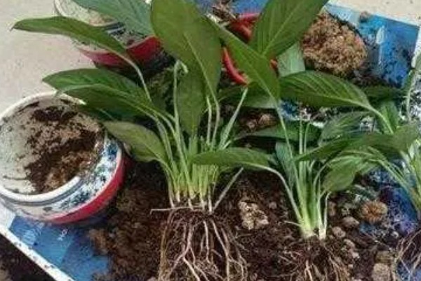 白掌不开花的原因，需要生长3年以上才能开花