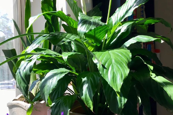 白掌不开花的原因，需要生长3年以上才能开花