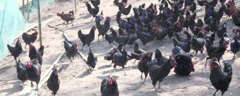 绿壳蛋鸡的养殖前景，有比较好的养殖前景