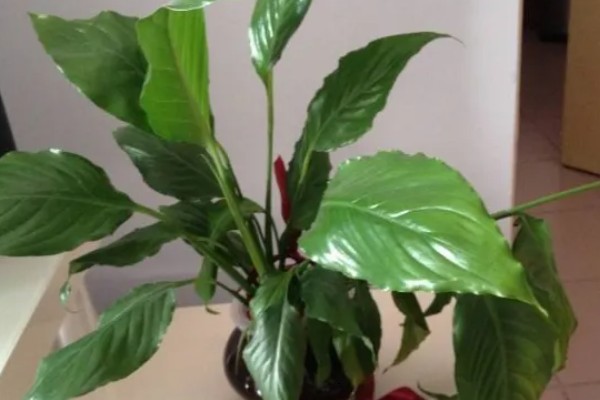 白掌不开花的原因，需要生长3年以上才能开花