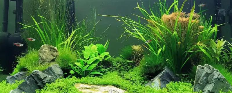 满水如何栽培水草种子，撒播后经过1-2天再注满水