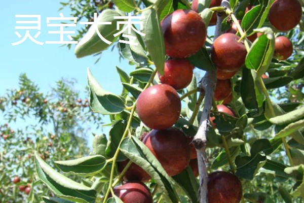 河南的土特产,有汴梁西瓜、原阳大米等