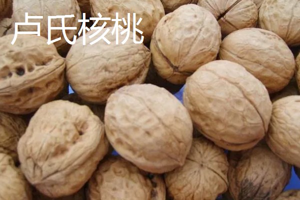 河南的土特产,有汴梁西瓜、原阳大米等