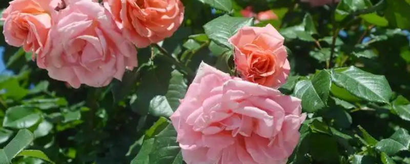 月季新芽萎缩卷曲的原因，可能是缺乏光照所致