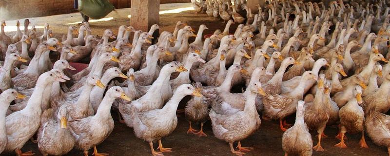 农村养什么可在短时间内挣钱，肉鸡、鸭子、斑鸠等动物是适宜选择