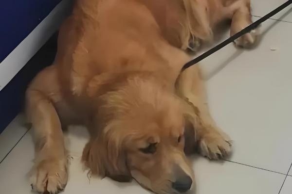 狗狗吐黄水带泡沫怎么处理，要及时给狗狗止吐