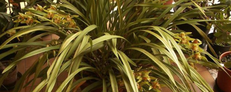 黄蝉兰如何浇水，不同季节的浇水方法不同