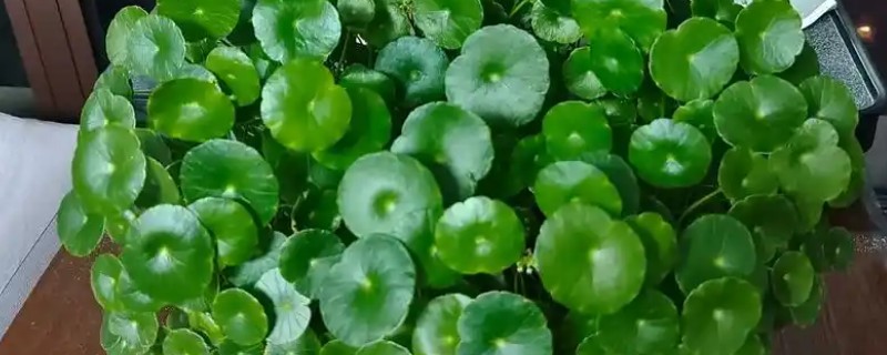 铜钱草的水培方式,一个星期换水一次