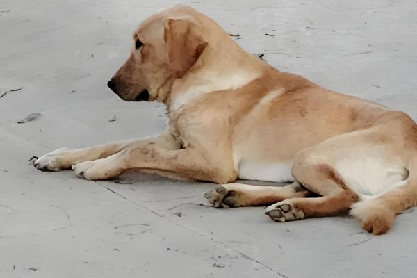 狗狗吐黄水带泡沫怎么处理，要及时给狗狗止吐