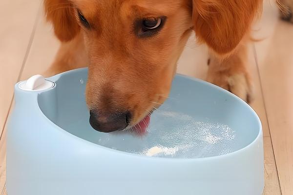 狗狗吐黄水带泡沫怎么处理，要及时给狗狗止吐