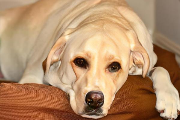 狗狗吐黄水带泡沫怎么处理，要及时给狗狗止吐